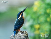 市の鳥 かわせみ