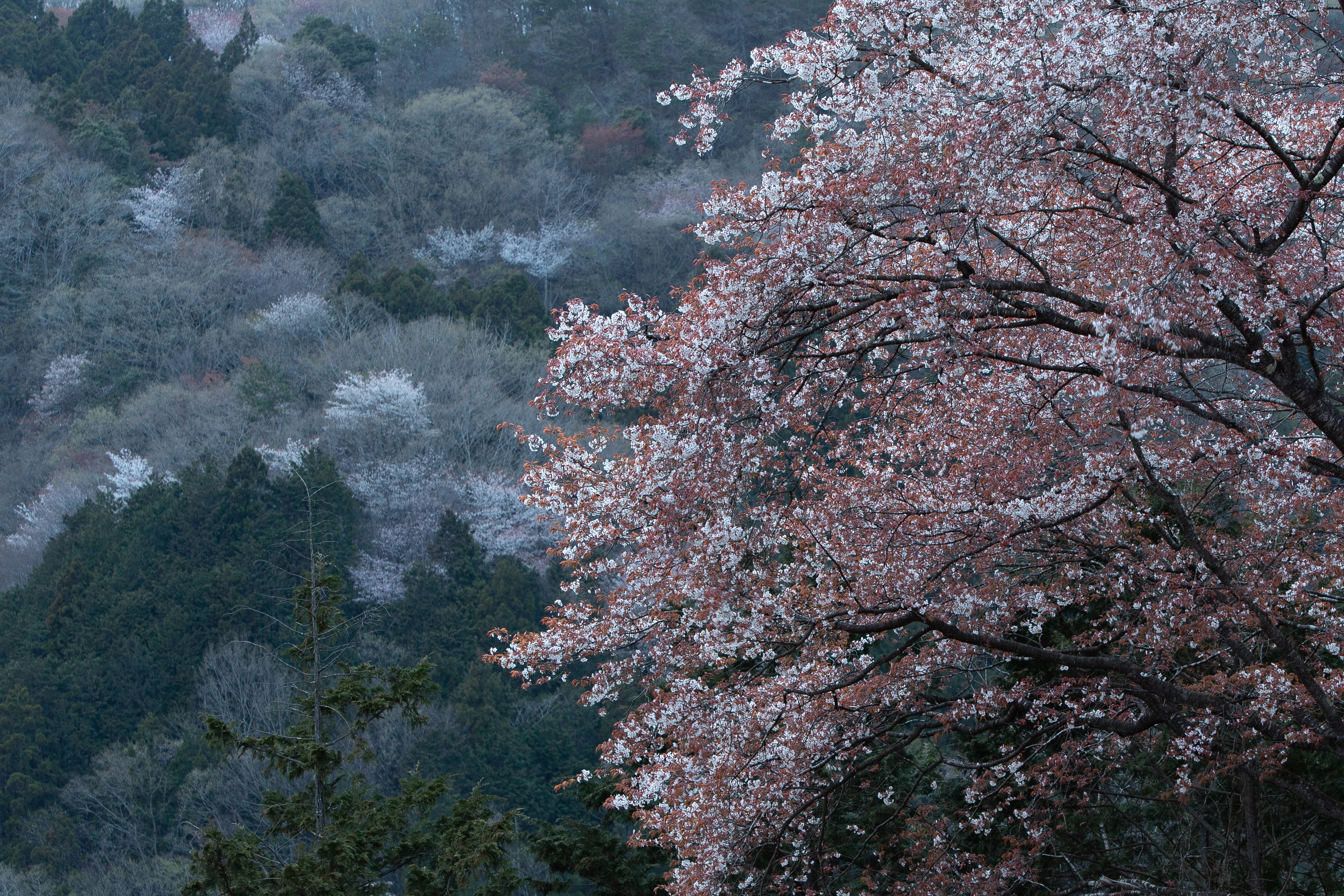 御前山ダム春