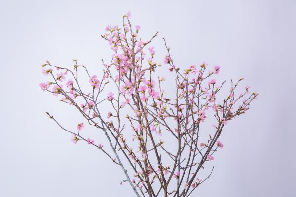 奥久慈桜06