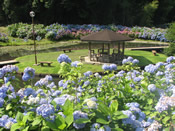 辰ノ口親水公園 あじさい園