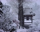冬の法専寺
