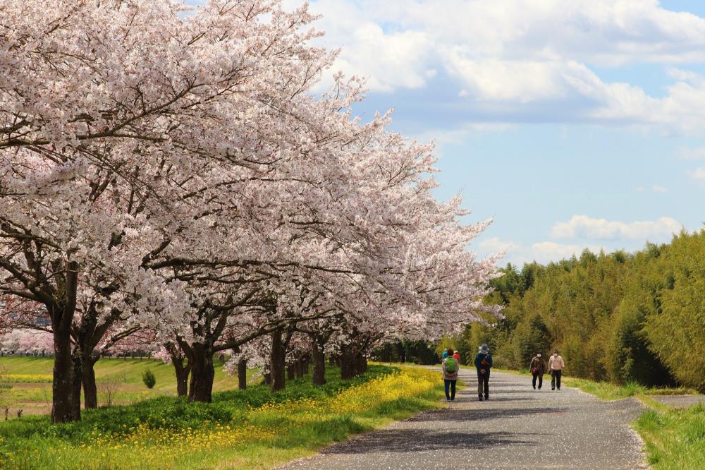 辰ノ口親水公園の桜づつみ