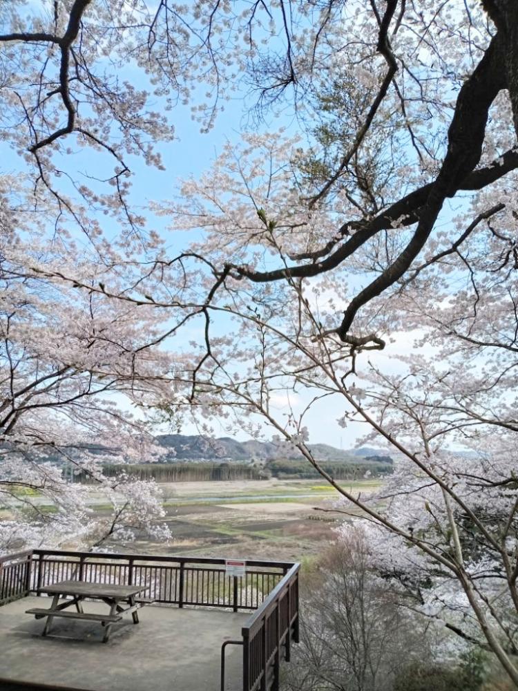 桜