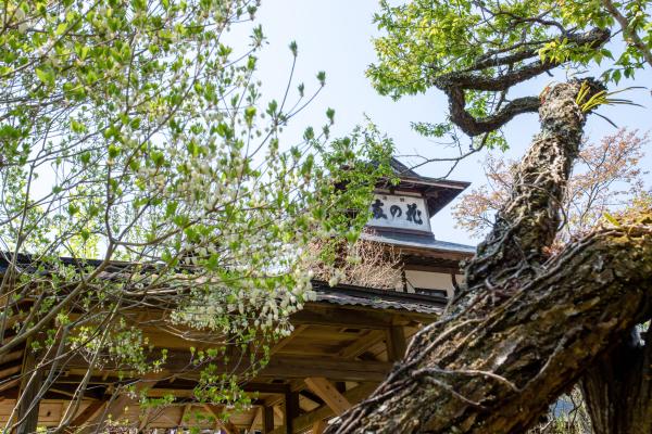 シロヤシオが咲く養浩園