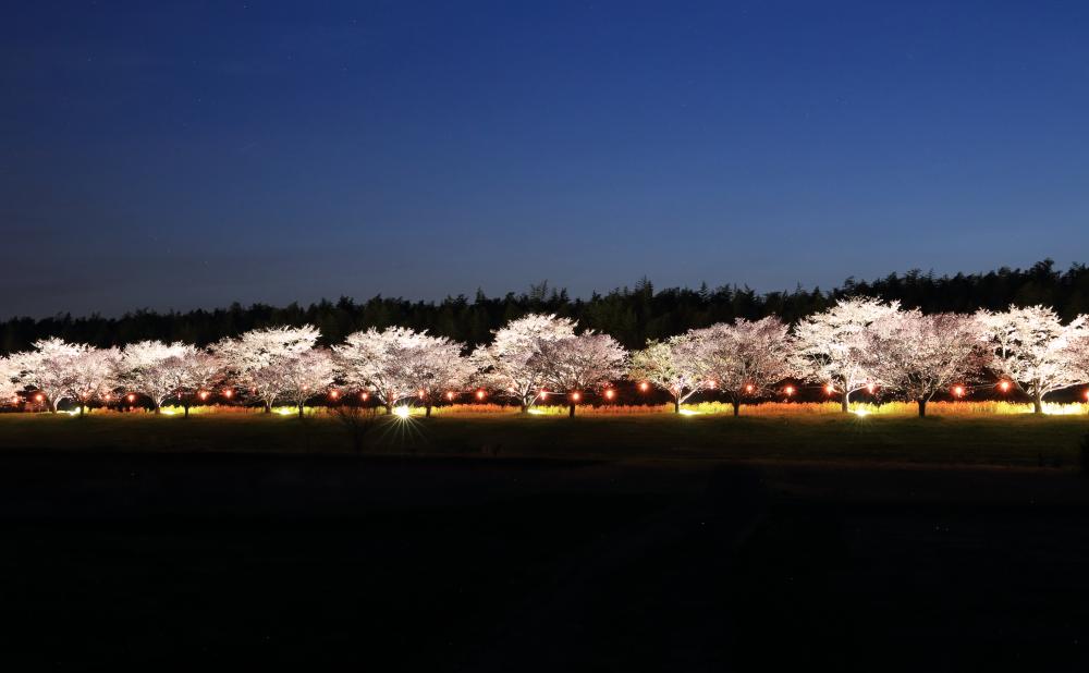 夜桜ライトアップ