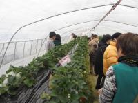 平成27年豊島区の森守り隊 いちご狩り