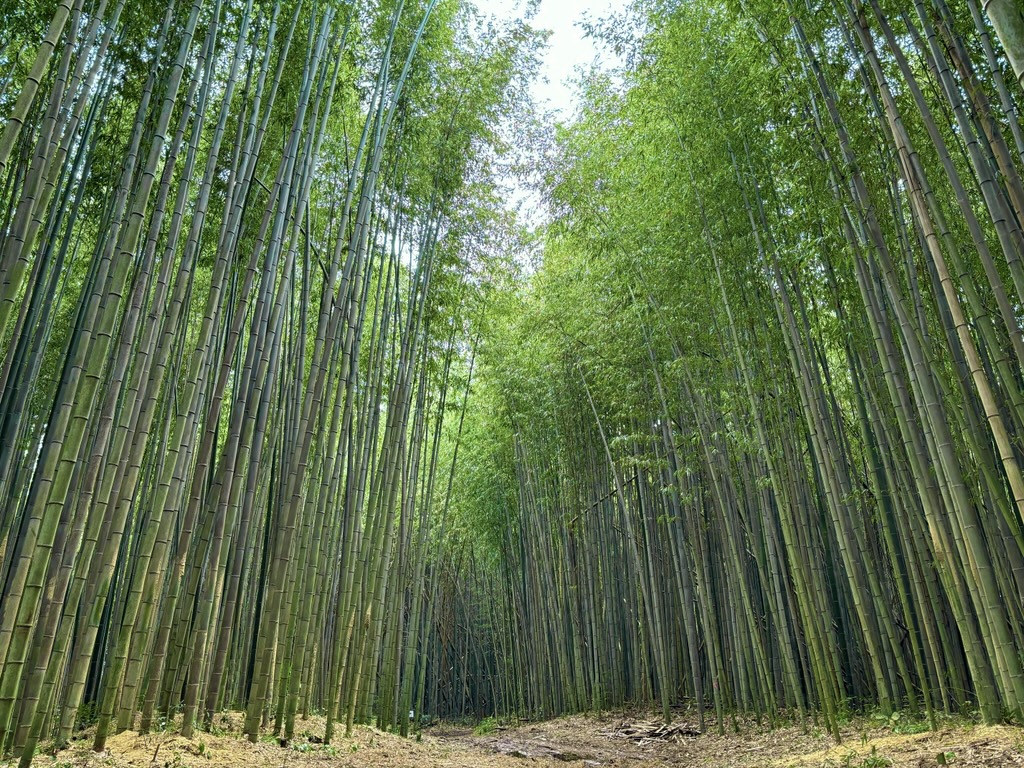 自然（森）