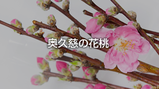 奥久慈の花桃