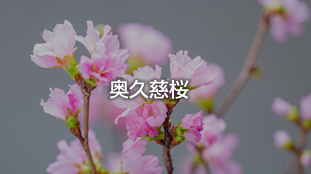 奥久慈桜